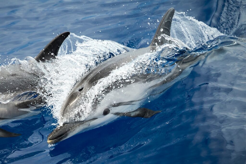Dolphin spotted in Ligurian sea