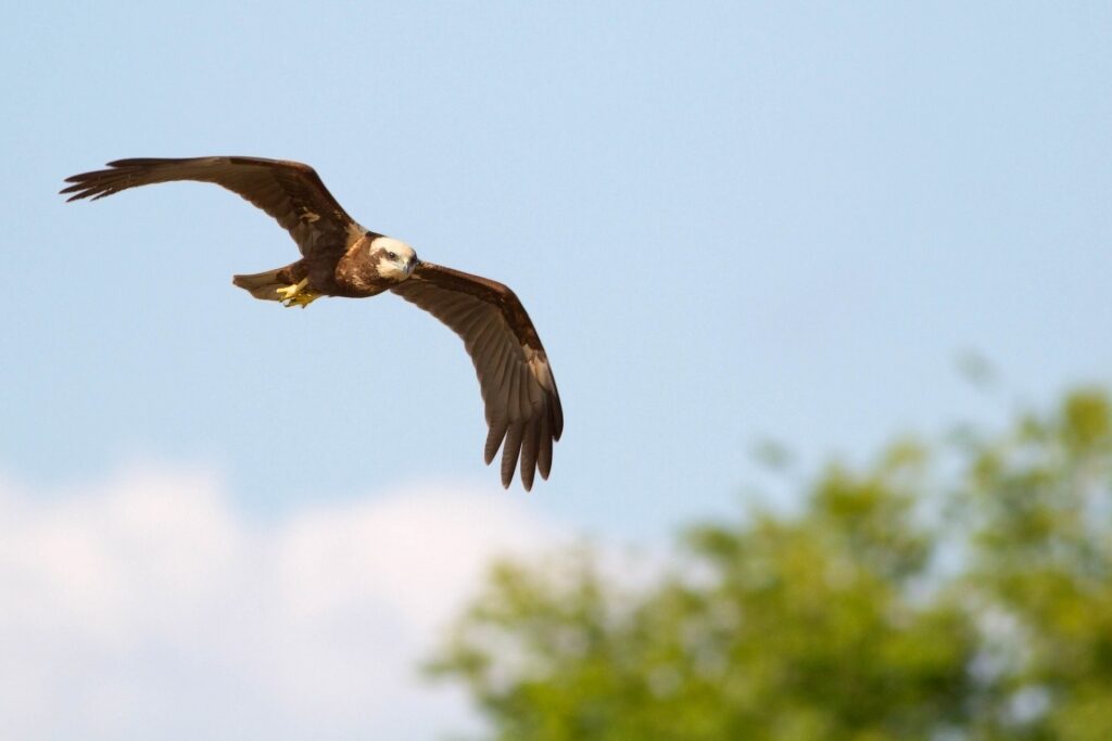 Peregrine falcon spotted in Italy