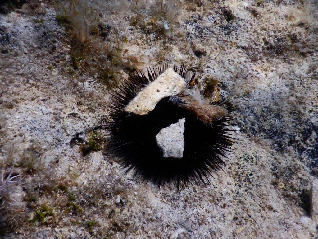 Sea urchin spotted in Croatia