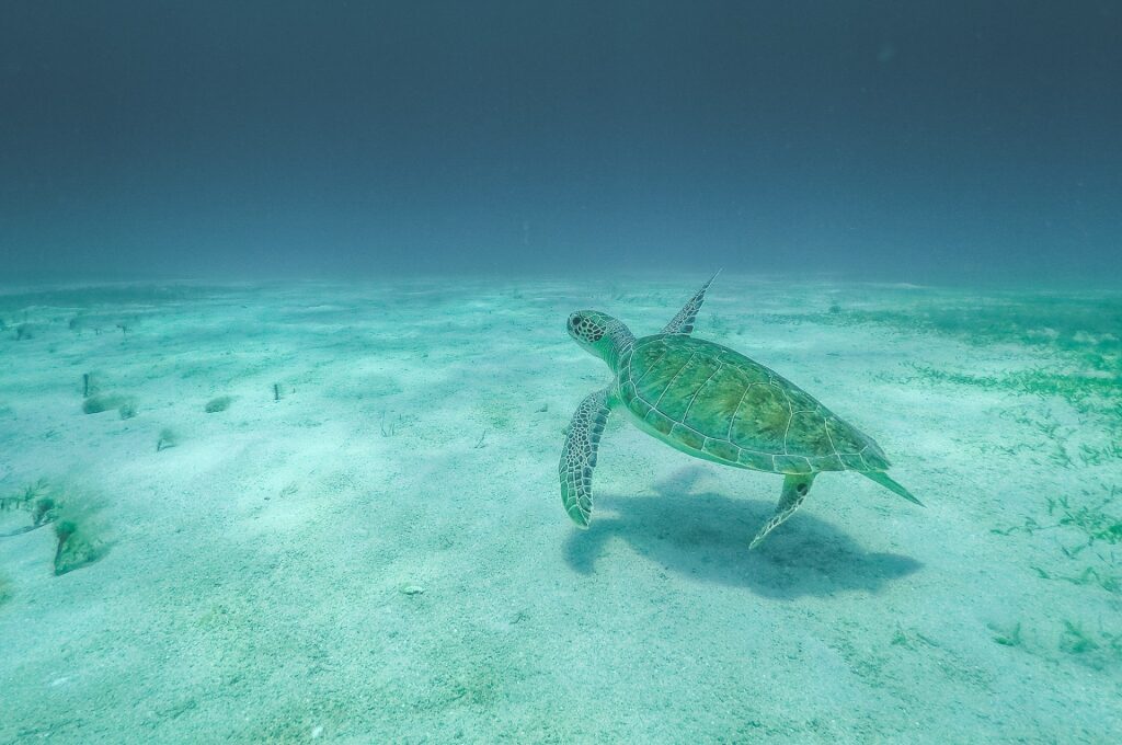 Green sea turtle swimming in Buck Island