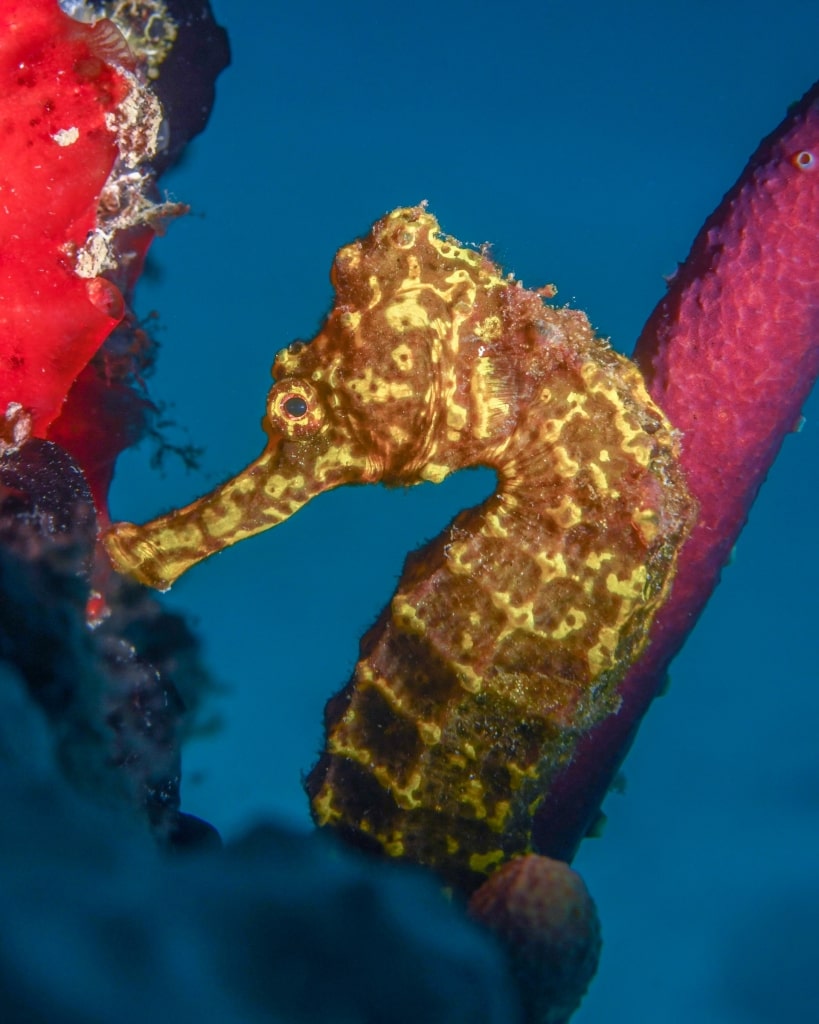 Seahorse in St Croix