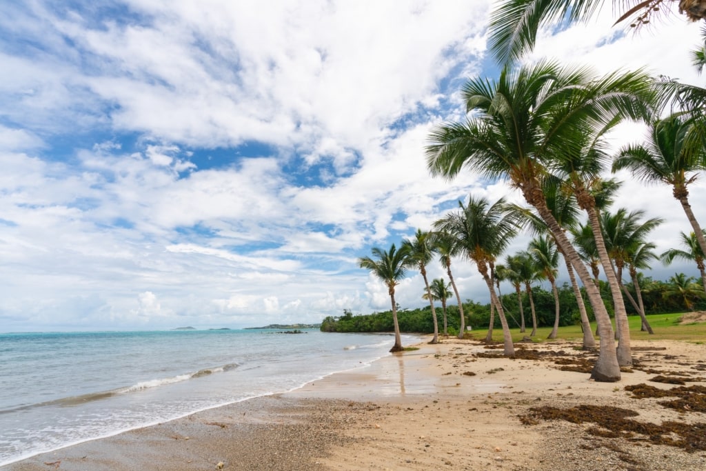 Trees towering over Pelican Cove Beach