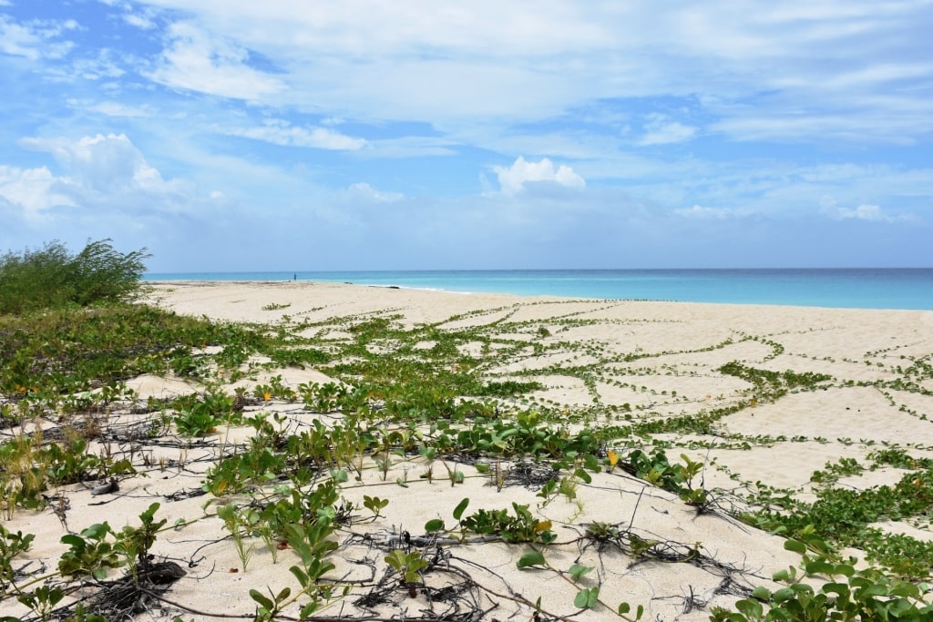 Long stretch of sands of Sandy Point Beach