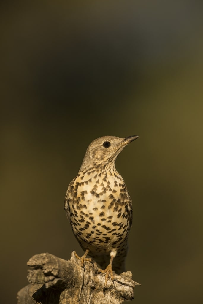 Mistle thrush spotted in Spain