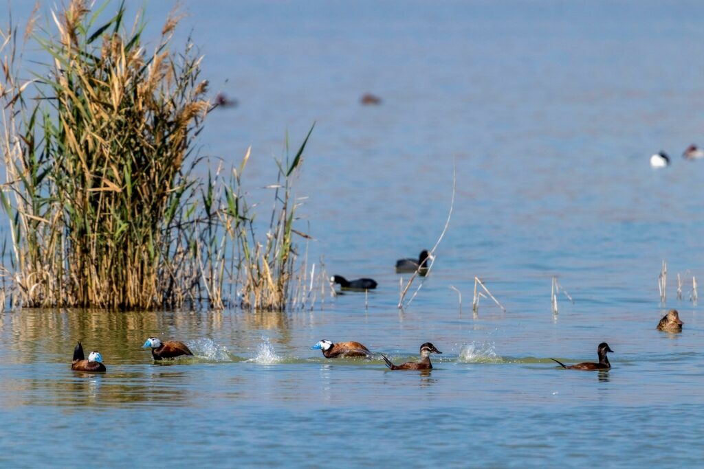 Ducks in El Fondo Nature Reserve
