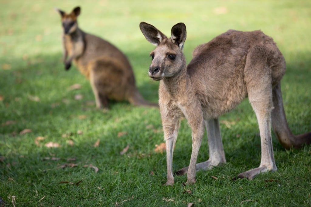 Kangaroos in Australia Zoo