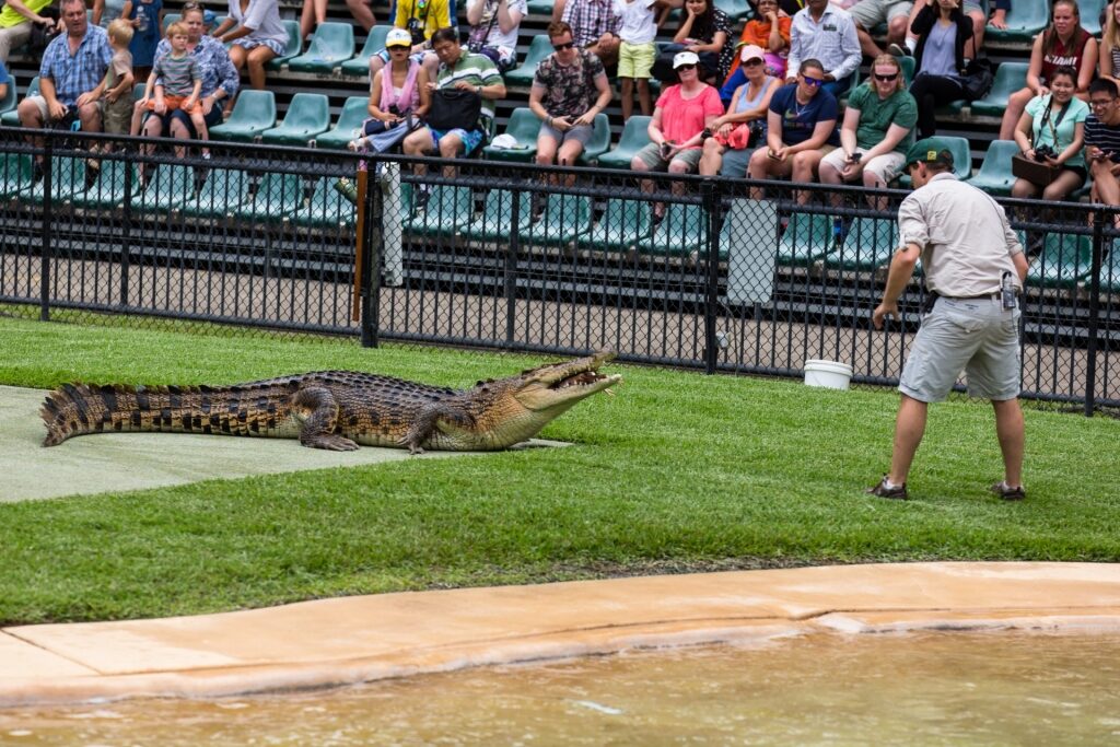 Crocodile show in Australia Zoo