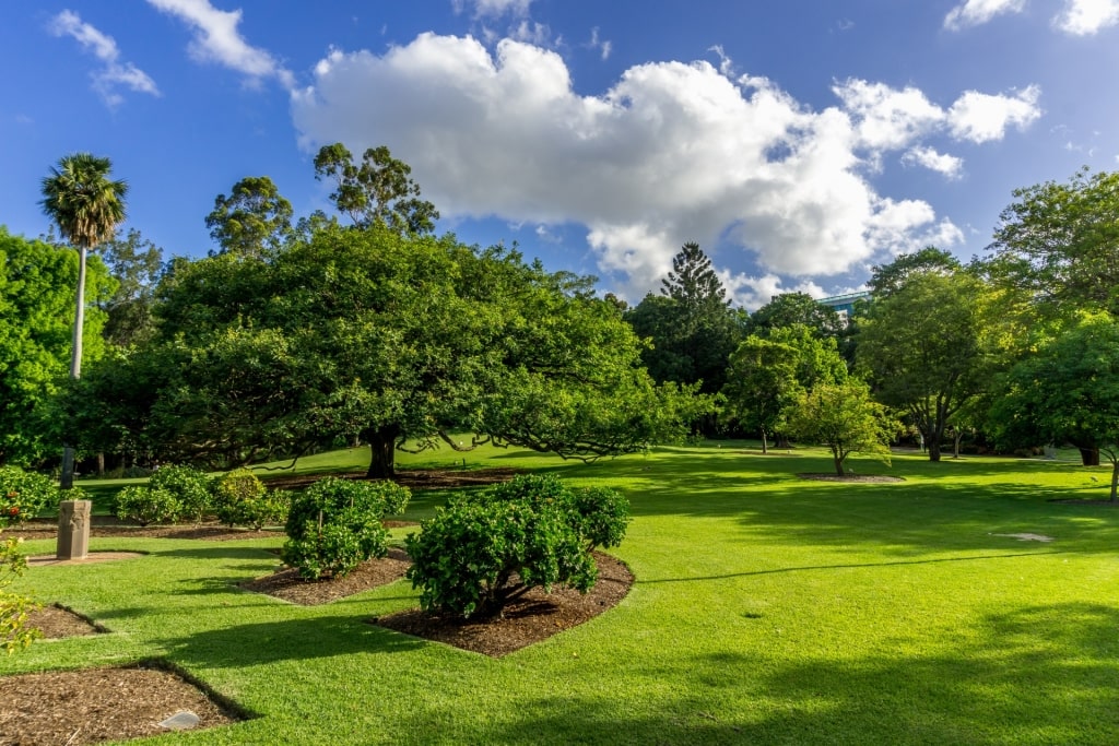 Lush landscape of Brisbane City Botanic Gardens