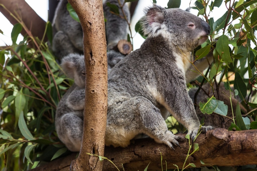 Koalas in Lone Pine Koala Sanctuary