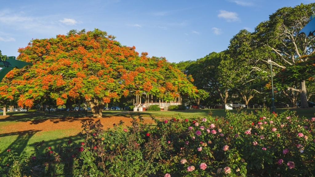 Lush landscape of New Farm Park