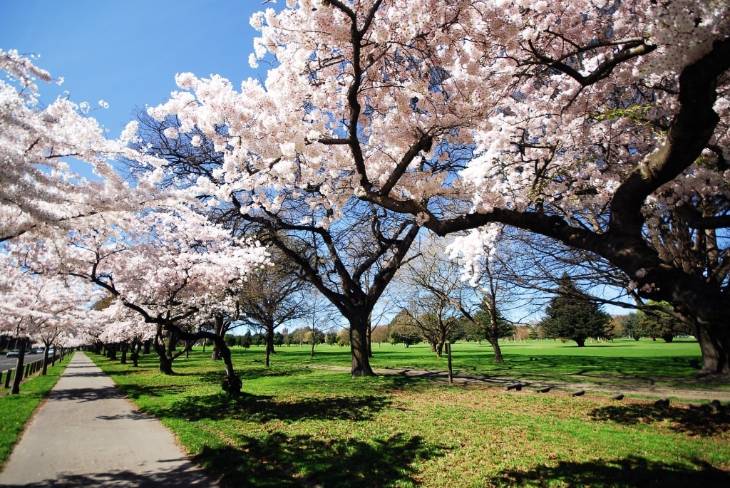 Hagley Park in Spring