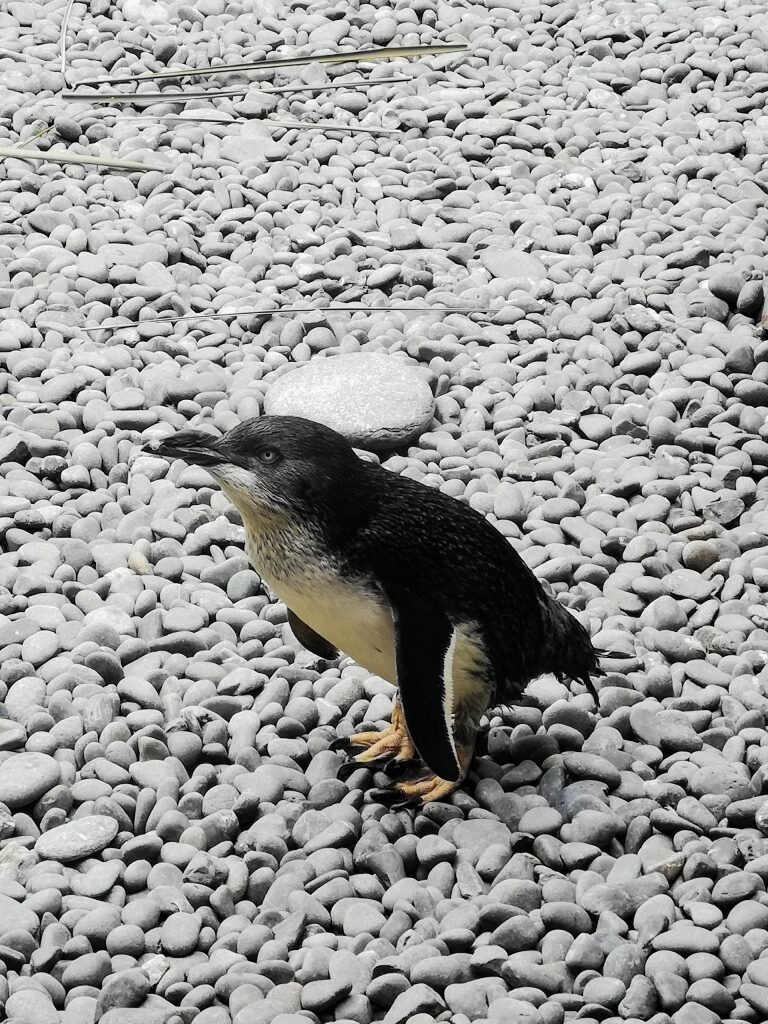 Penguin at the International Antarctic Centre