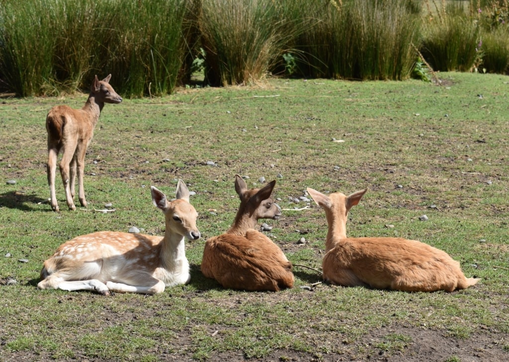 Wildlife in Willowbank Wildlife Reserve