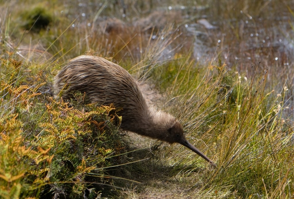 Kiwi bird in Christchurch