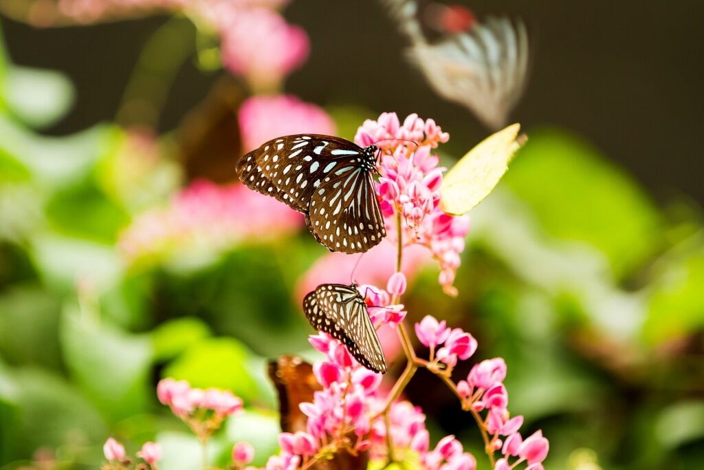 Butterflies at the Kuala Lumpur Butterfly Park
