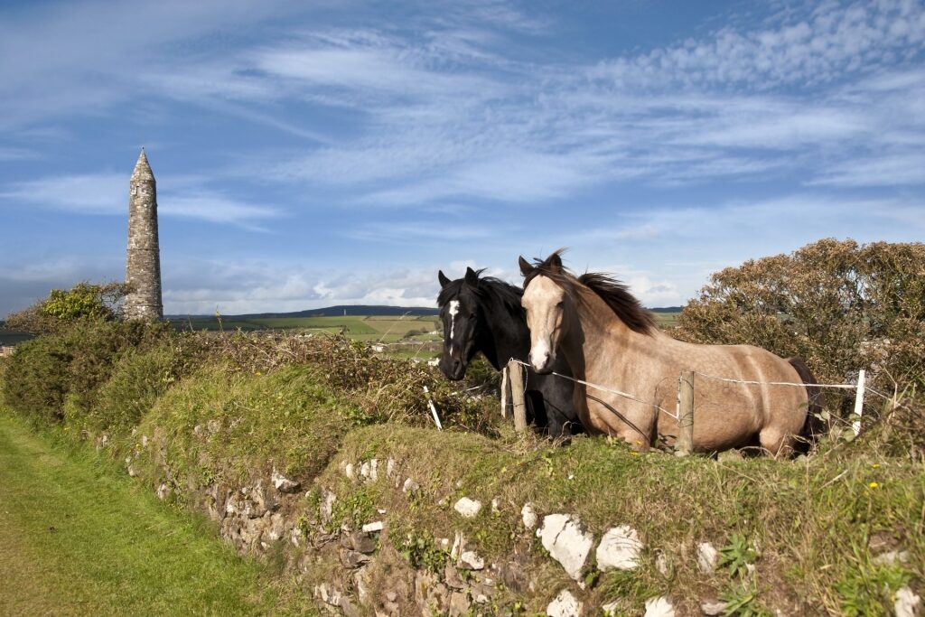 Icelandic horses in Waterford