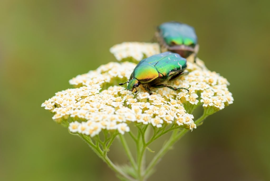 Green rose chafer beetle on a flower