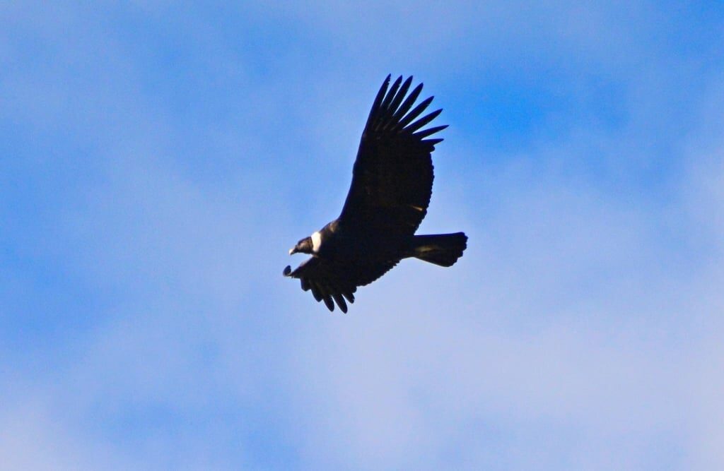 Andean condor spotted in Ushuaia