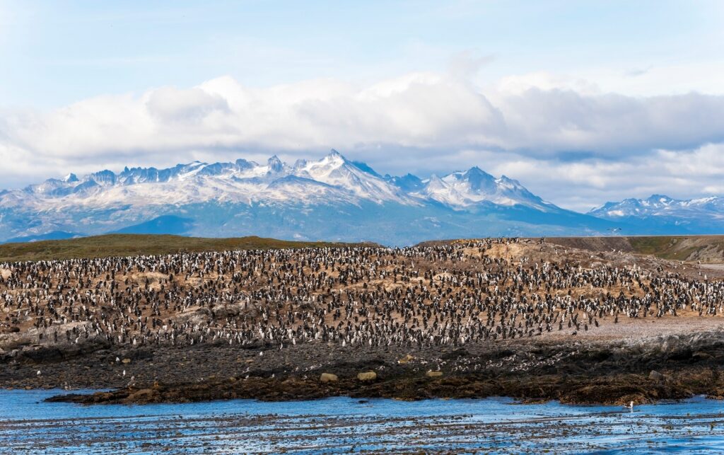 Magellanic penguins in Ushuaia