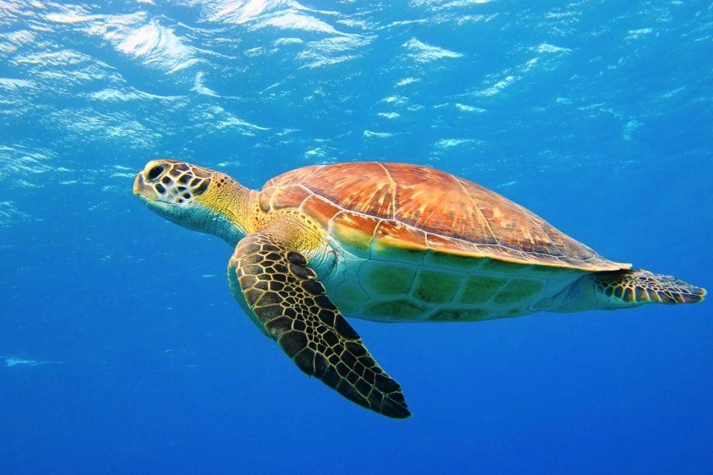 Sea turtle spotted in Aruba