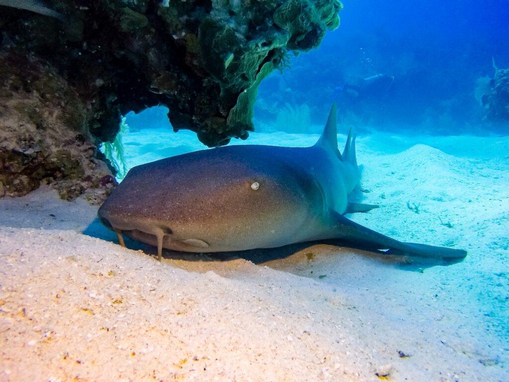 Nurse shark spotted in Aruba