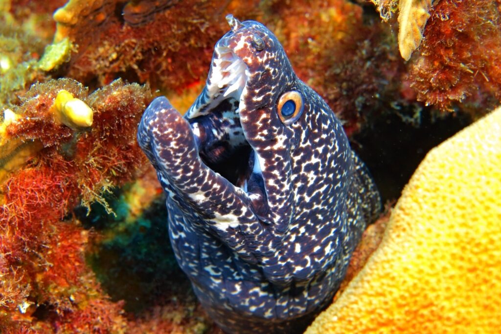 Moray eel spotted in Aruba