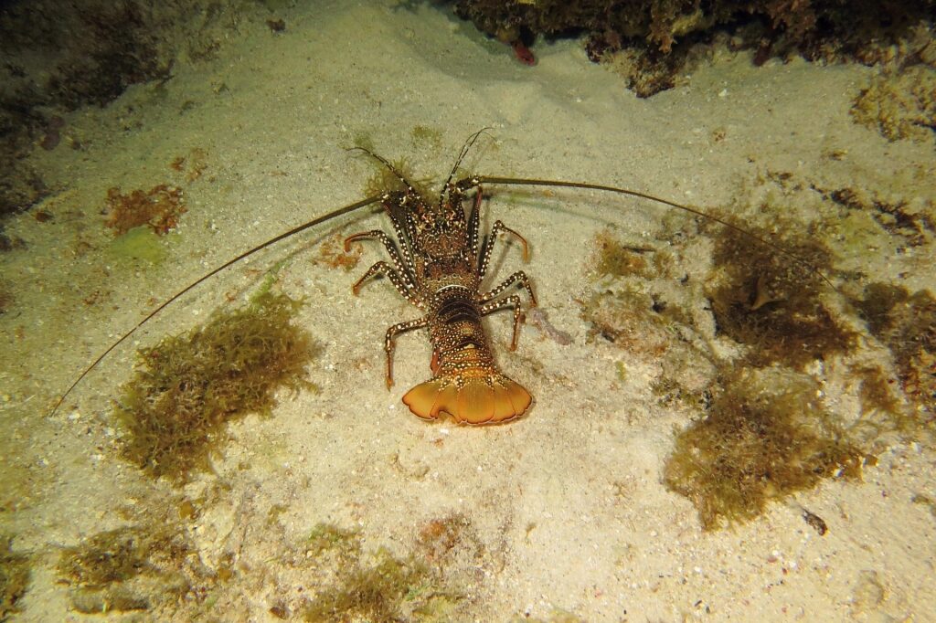 Lobster spotted in Aruba
