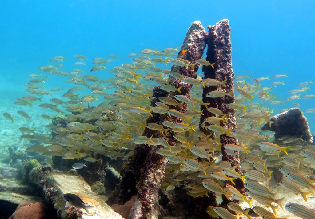 Fishes around Pedernales Wreck