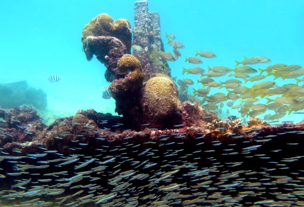 Marine life in Pedernales Wreck