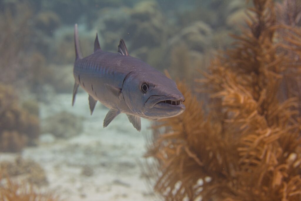 Barracuda spotted in Aruba