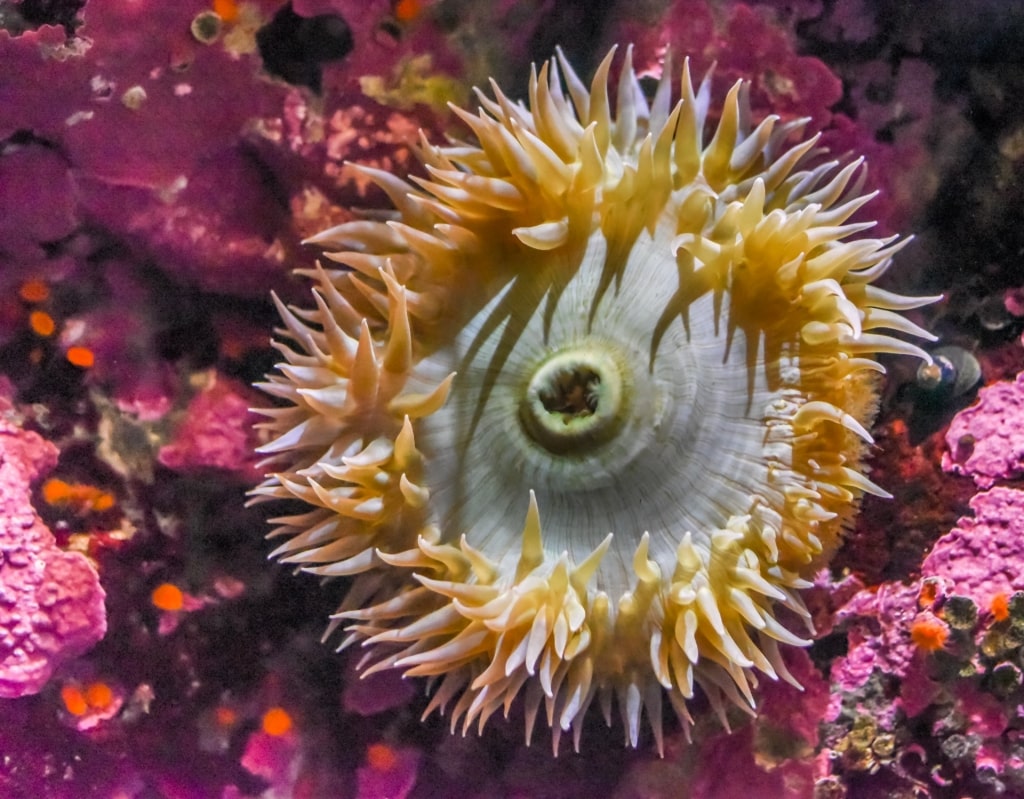 Sea anemone