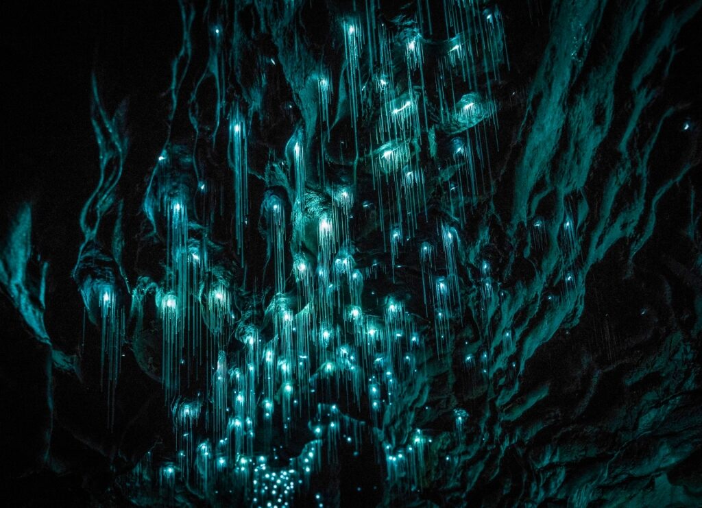 Glow worms inside Ruakuri Caves, near Auckland, New Zealand