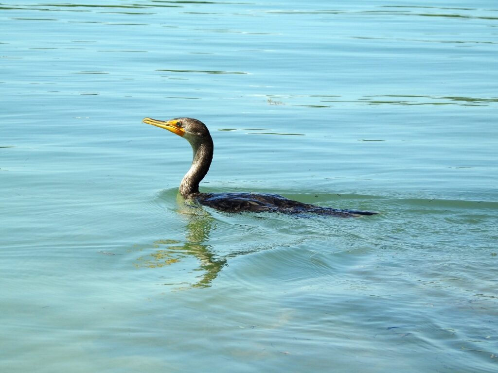 Cormorant spotted in Key West