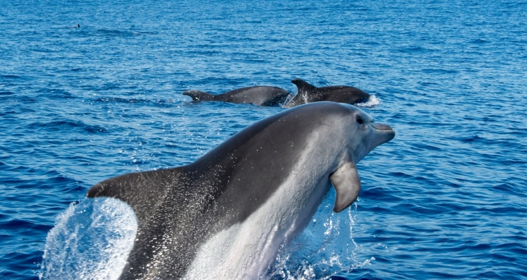 Dolphins spotted in Lisbon