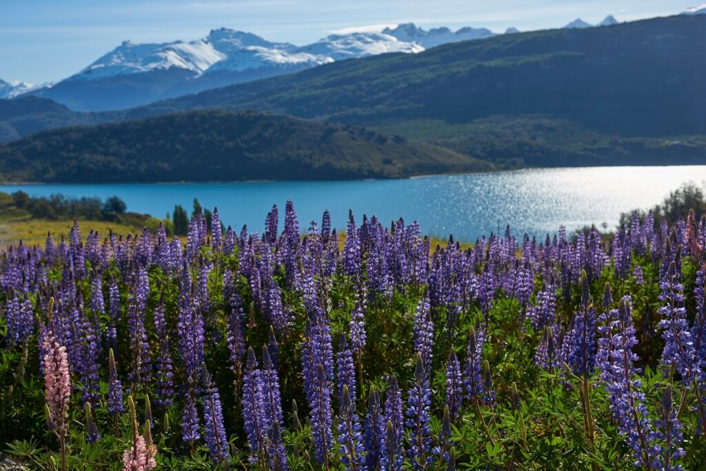 Spring in Northern Patagonia