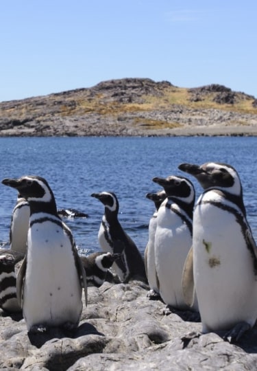 Penguins in Argentina