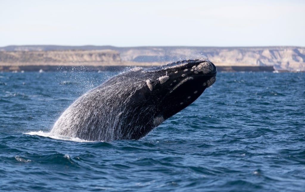 Humpback whale breaching in Argentina