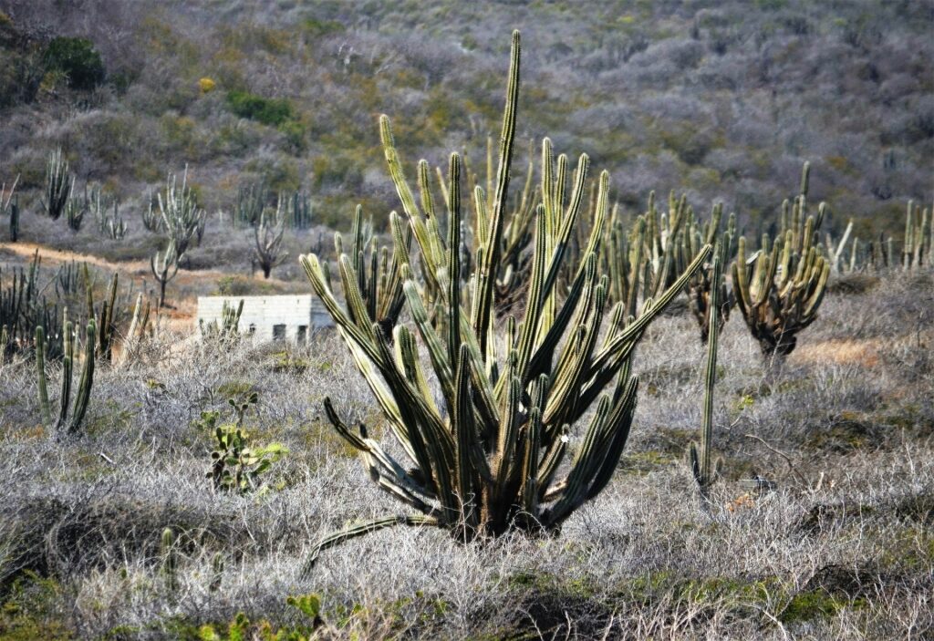 Kadushi cactus