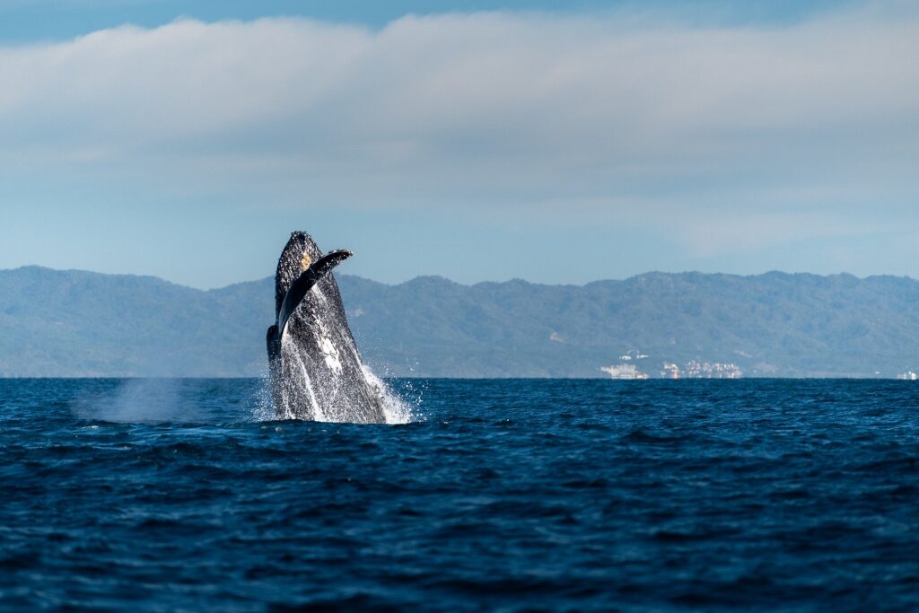 Whale breaching in Banderas Bay