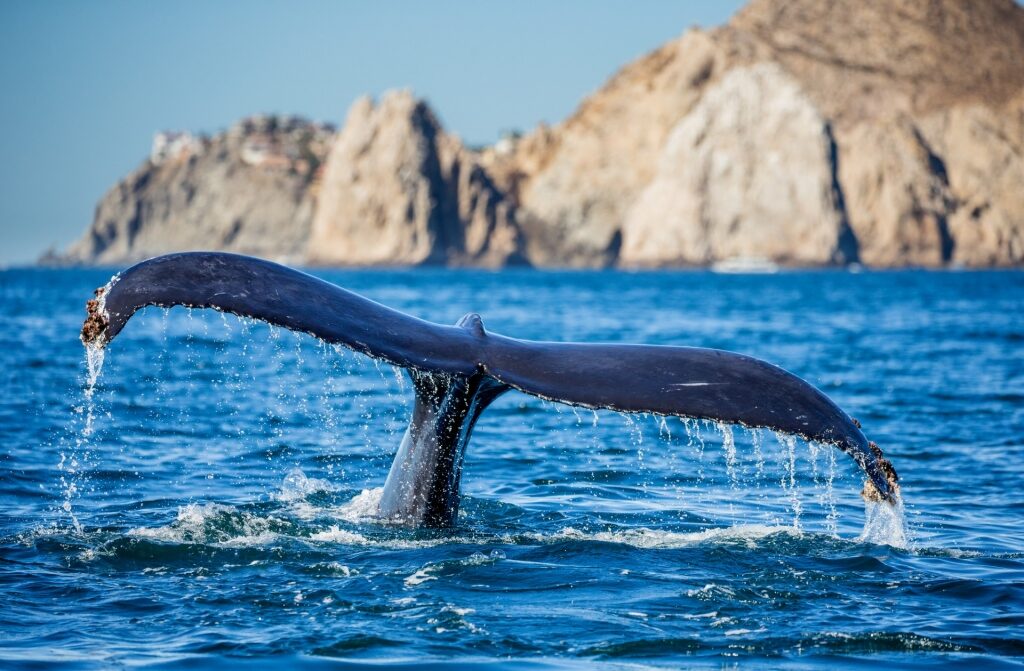 Humpback whale in Sea of Cortez