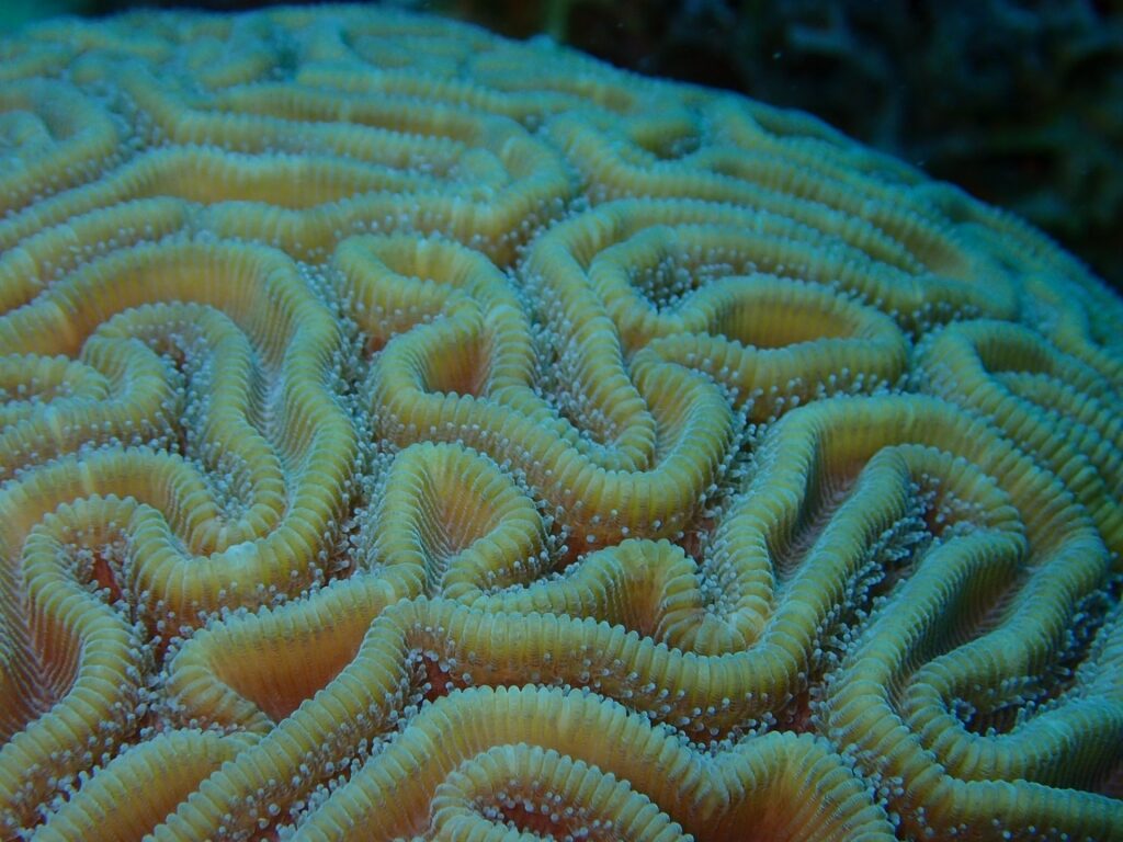 Closeup view of a brain coral