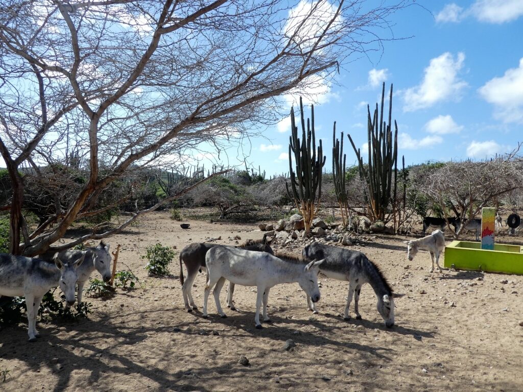 Donkeys in Aruba Donkey Sanctuary