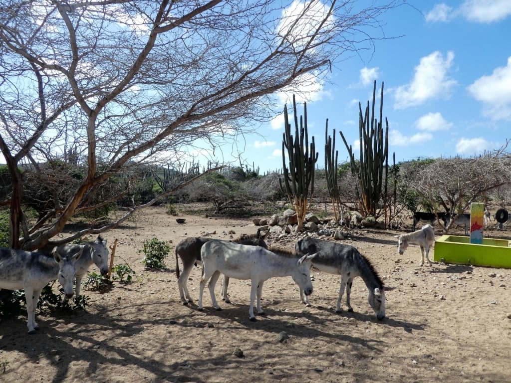 Donkeys in Aruba Donkey Sanctuary