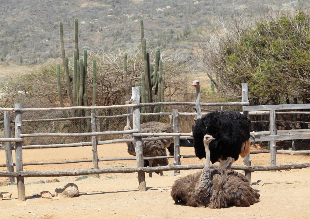 Ostrich in Aruba Ostrich Farm