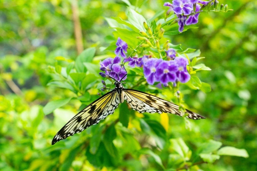 Butterfly in Aruba