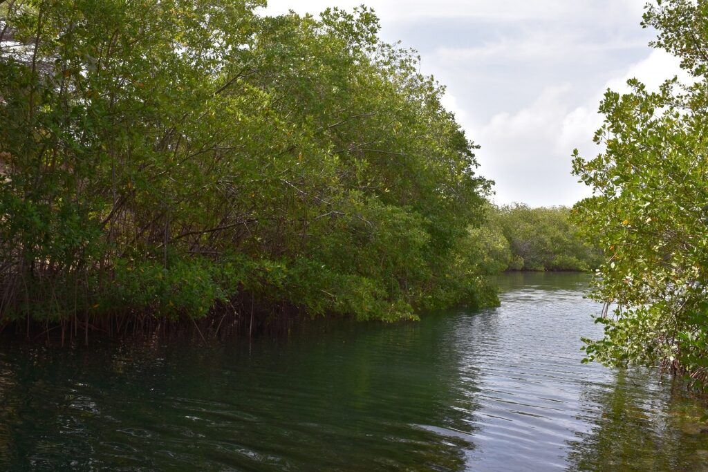 Mangroves in Spanish Lagoon