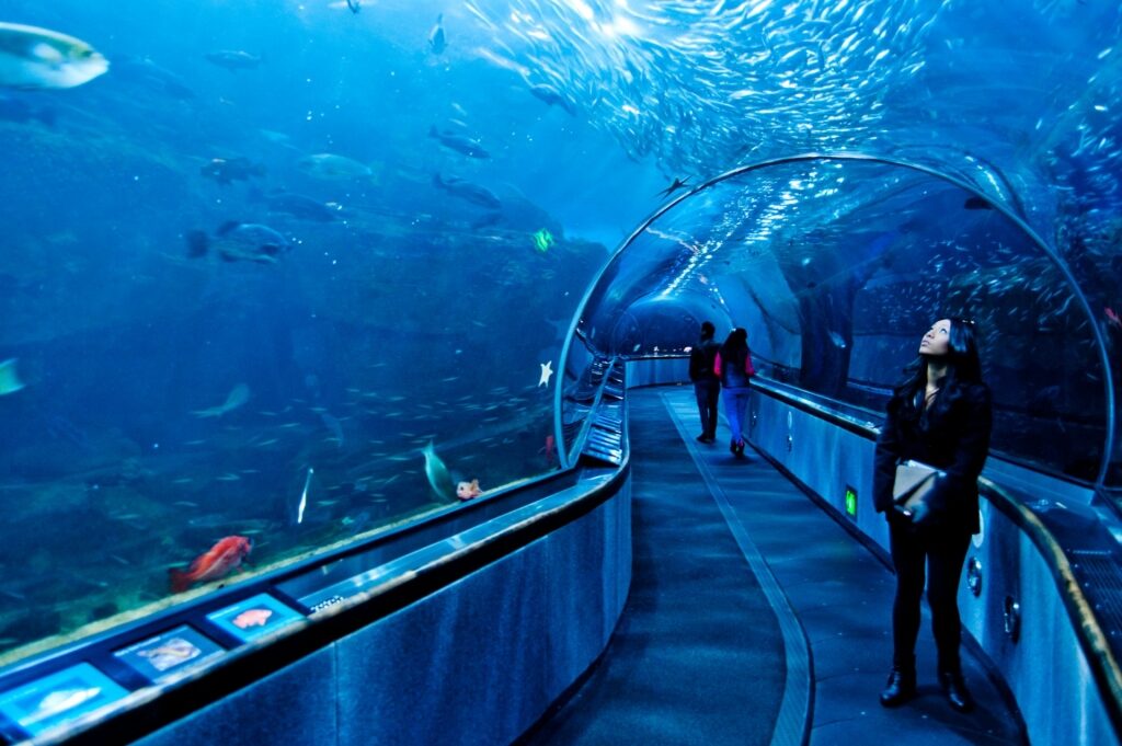 View inside the Aquarium of the Bay