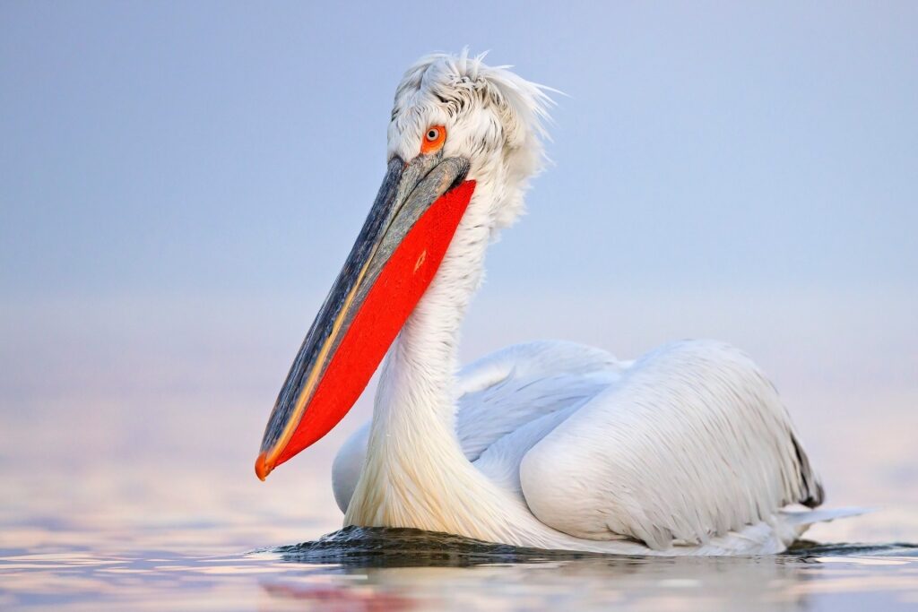 Adorable Dalmatian pelican
