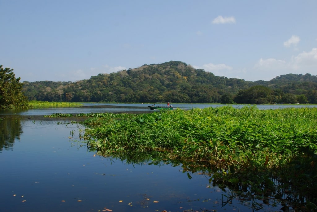 Calm water of Gatun Lake