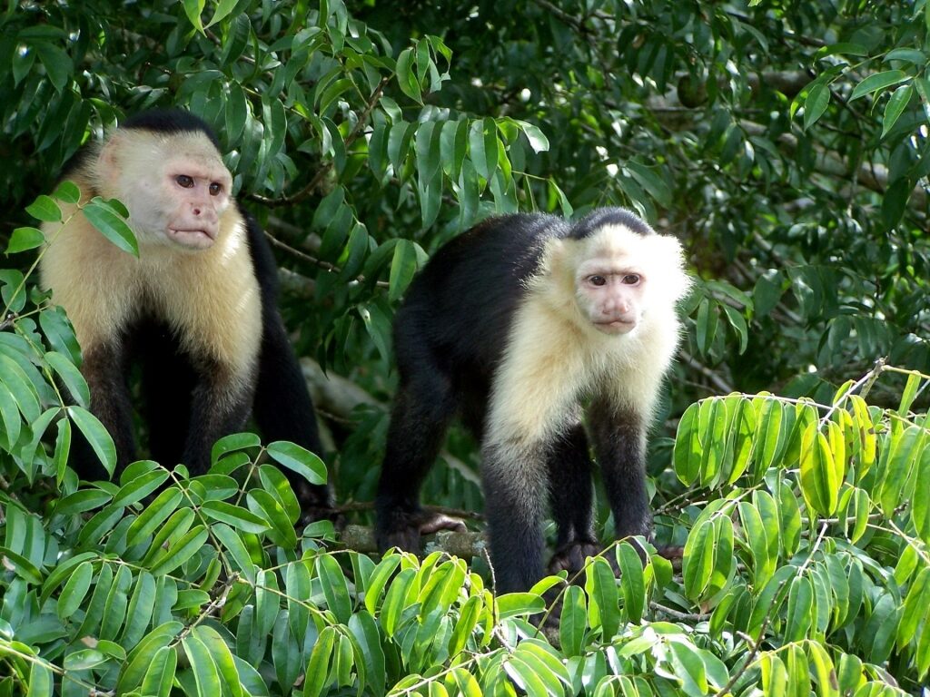 Capuchin monkeys in Panama
